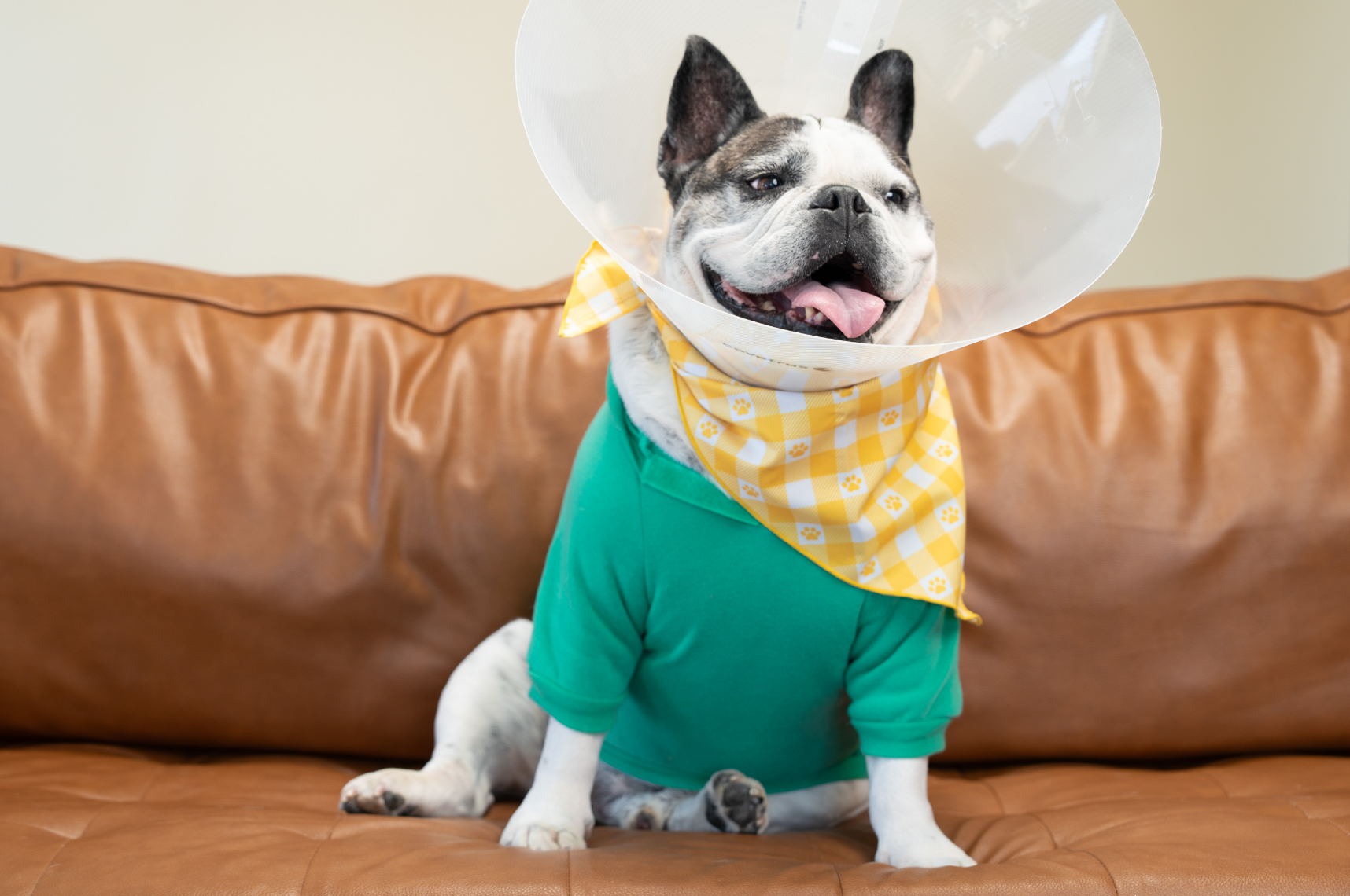 Injured dog wearing a cone